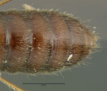 Media type: image;   Entomology 24068 Aspect: abdomen ventral view